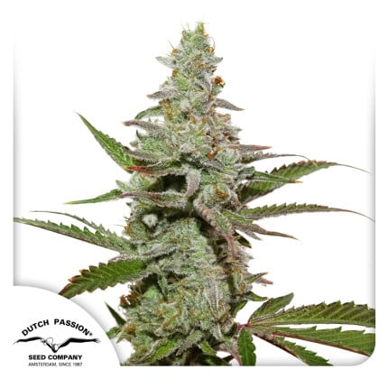 Семена Dutch Passion Amsterdam Amnesia feminized