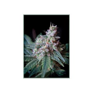 Семена Sweet seeds Cream caramel feminized