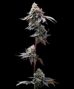 gmo_cookies_fem
