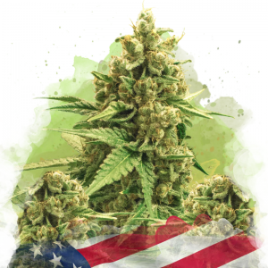 original_glue_auto